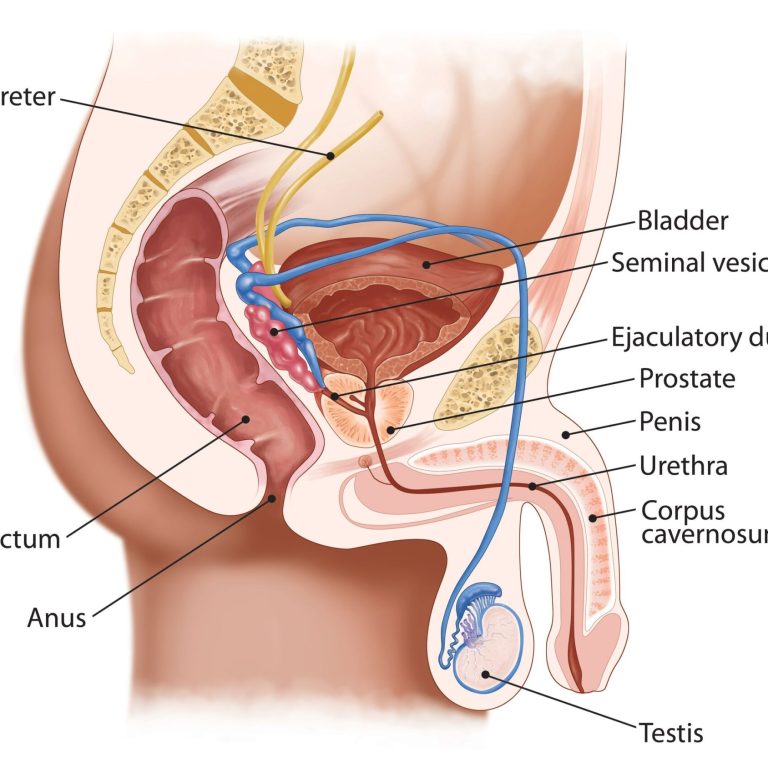 b_5603_or_anatomy-of-the-prostate