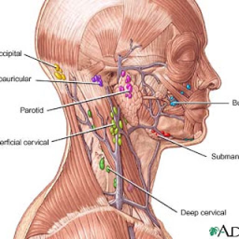 b_5608_or_lymph-tissue-in-the-head-and-neck-picture