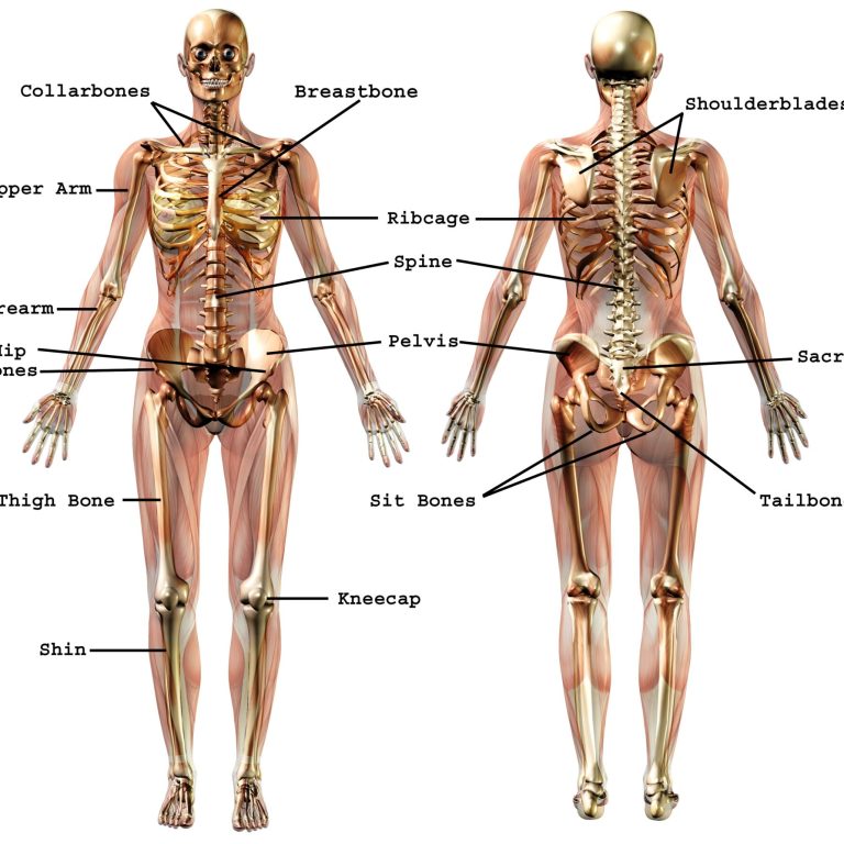 b_5613_or_anatomy-body-bones